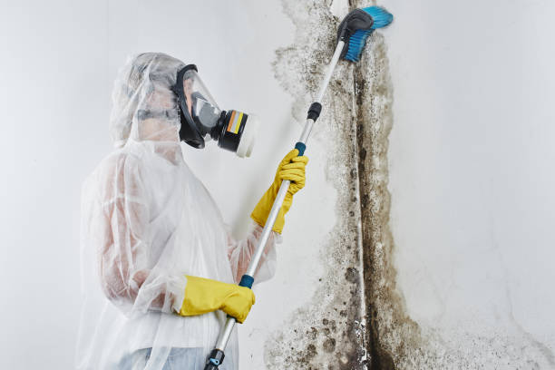 Best Mold Testing and Removal  in Pensacola Station, FL
