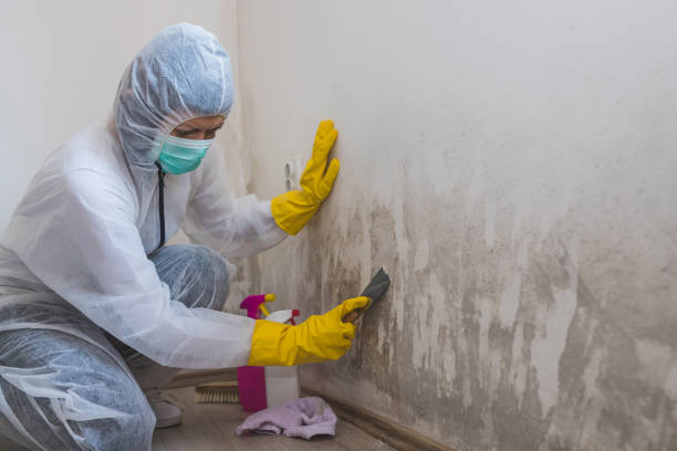Best Toxic Mold Removal  in Pensacola Station, FL
