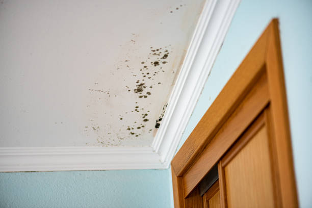 Best Home Mold Removal  in Pensacola Station, FL