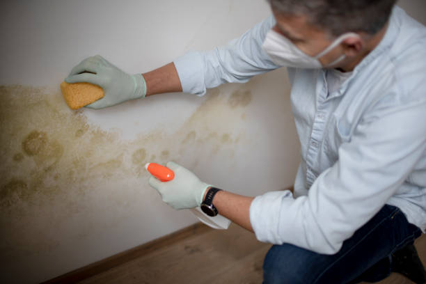 Best Attic Mold Removal  in Pensacola Station, FL