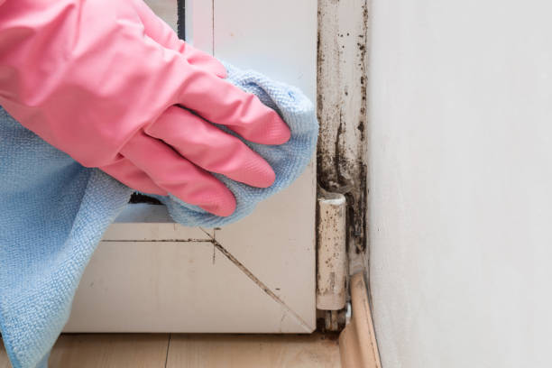 Best Office Mold Removal Services  in Pensacola Station, FL