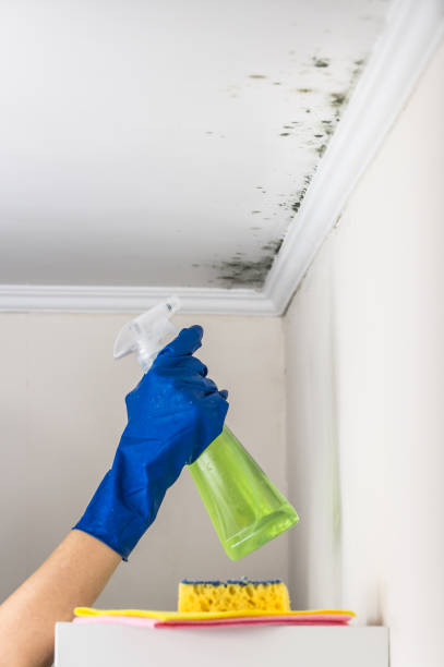 Best Local Mold Removal Service  in Pensacola Station, FL